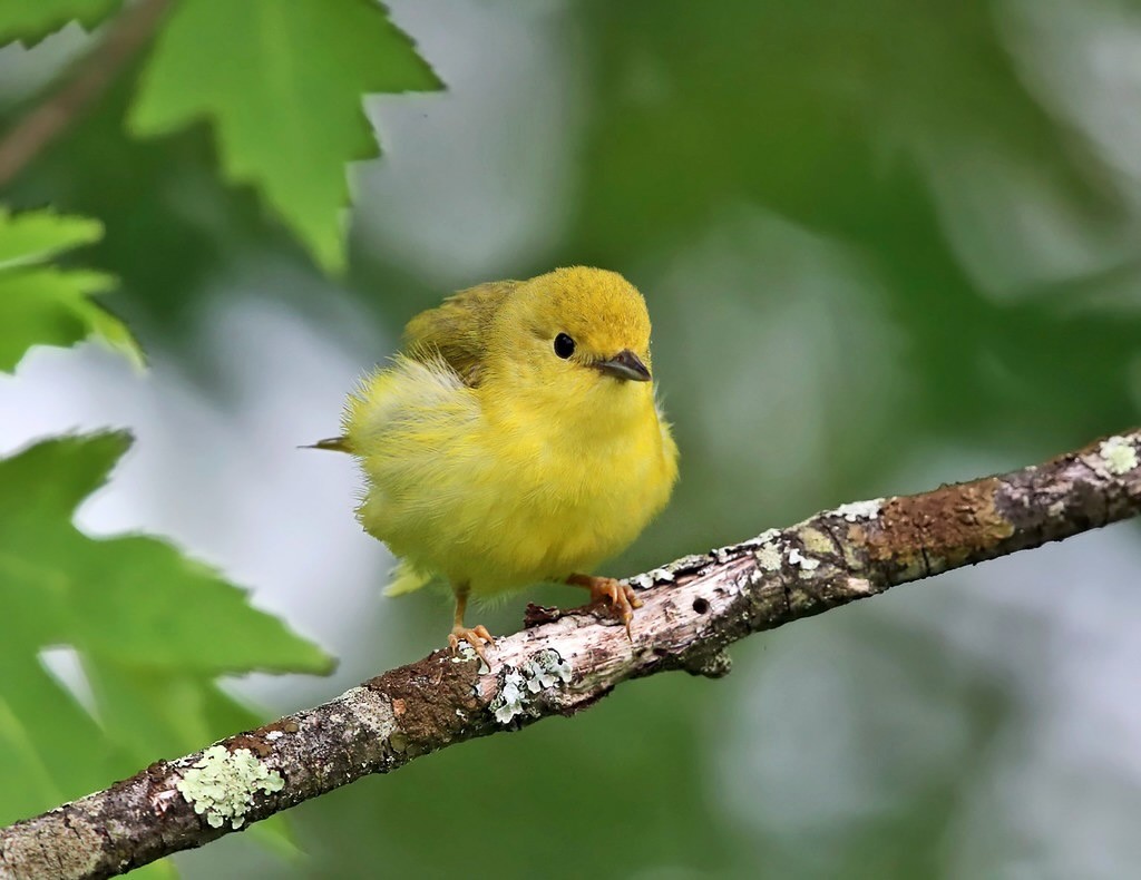 female Yellow Warbler by tcmurray74 is licensed under CC BY-NC 2.0